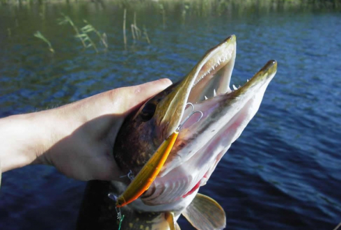 На что ловить на Онежском озере - секреты рыбалки и лучшие приманки